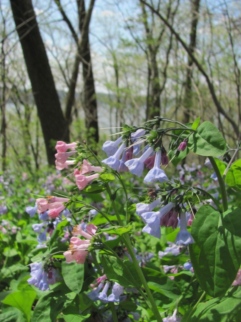  Ferncliff wildflower Preserve