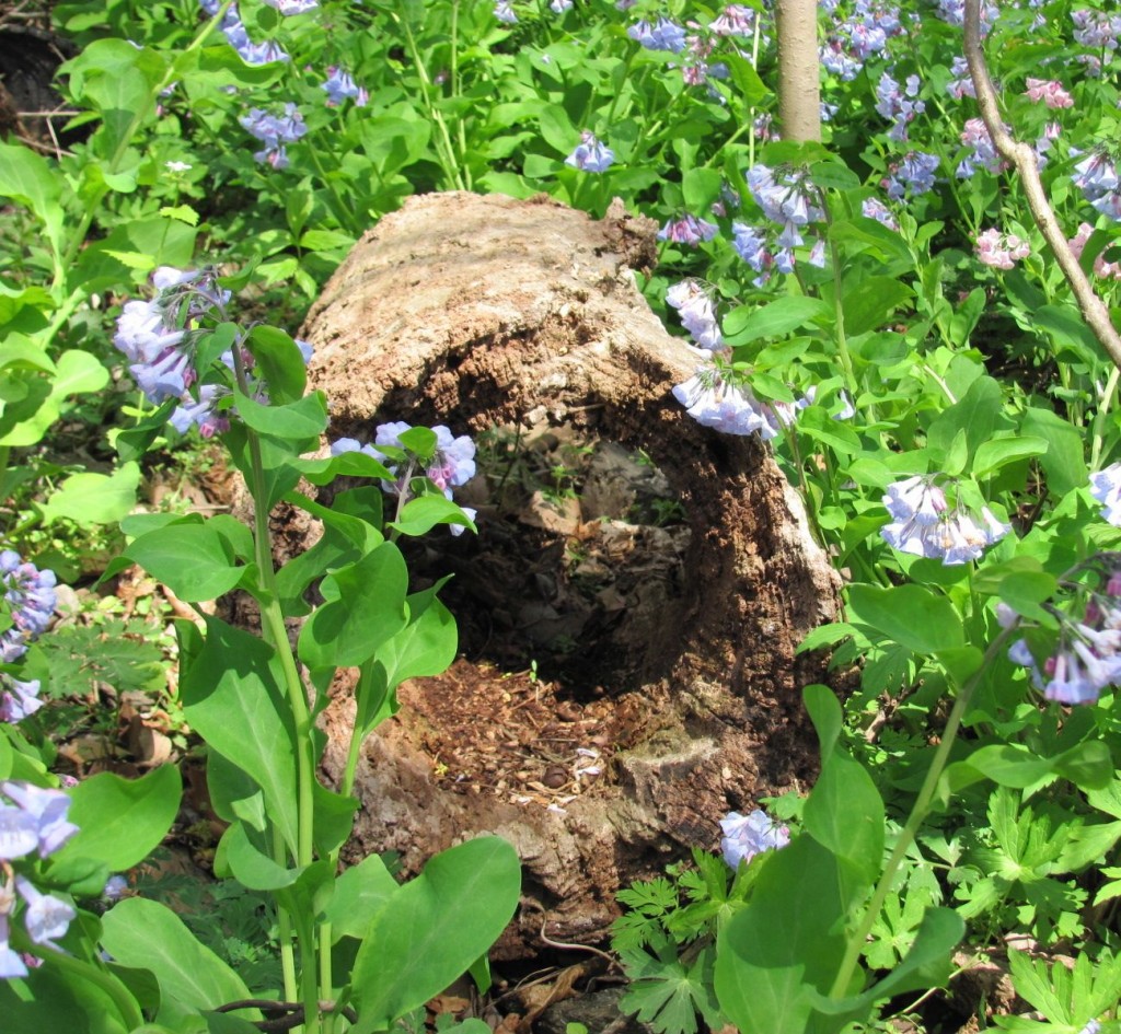  Ferncliff wildflower Preserve