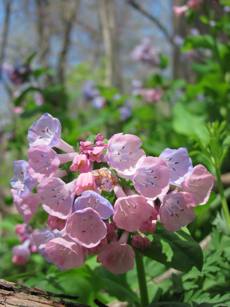  Ferncliff wildflower Preserve