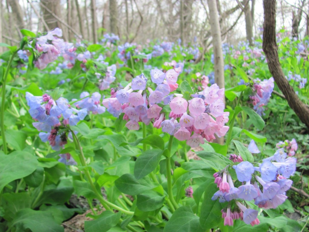  Ferncliff wildflower Preserve