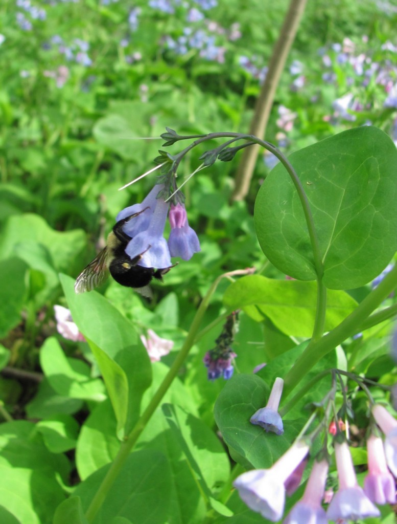  Ferncliff wildflower Preserve