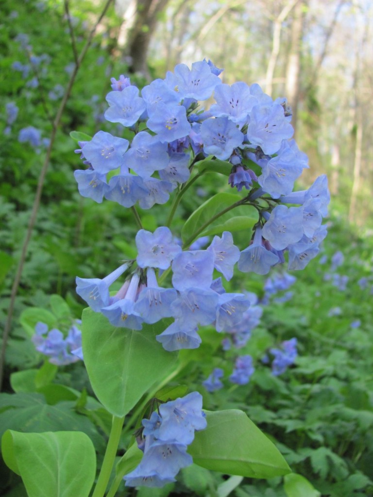 SHENKS FERRY WILDFLOWER PRESERVE, MONDAY, APRIL22ND, 2013