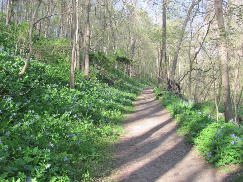 SHENKS FERRY WILDFLOWER PRESERVE, MONDAY, APRIL22ND, 2013