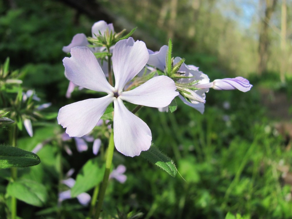 SHENKS FERRY WILDFLOWER PRESERVE, MONDAY, APRIL22ND, 2013