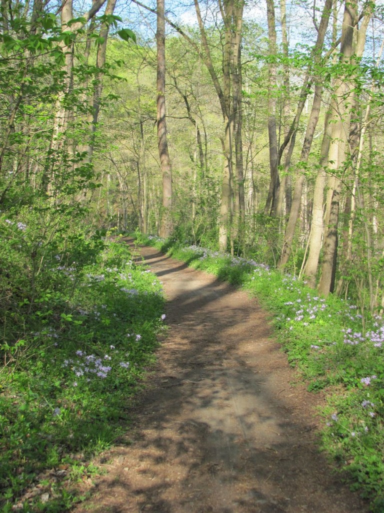 SHENKS FERRY WILDFLOWER PRESERVE, MONDAY, APRIL22ND, 2013