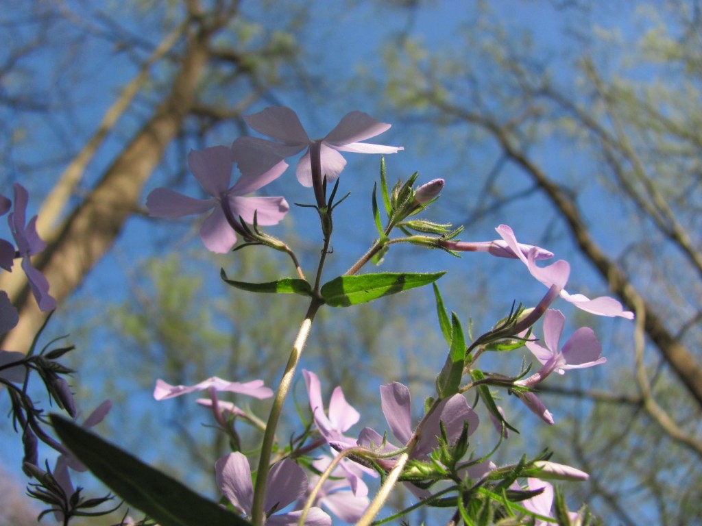 SHENKS FERRY WILDFLOWER PRESERVE, MONDAY, APRIL22ND, 2013