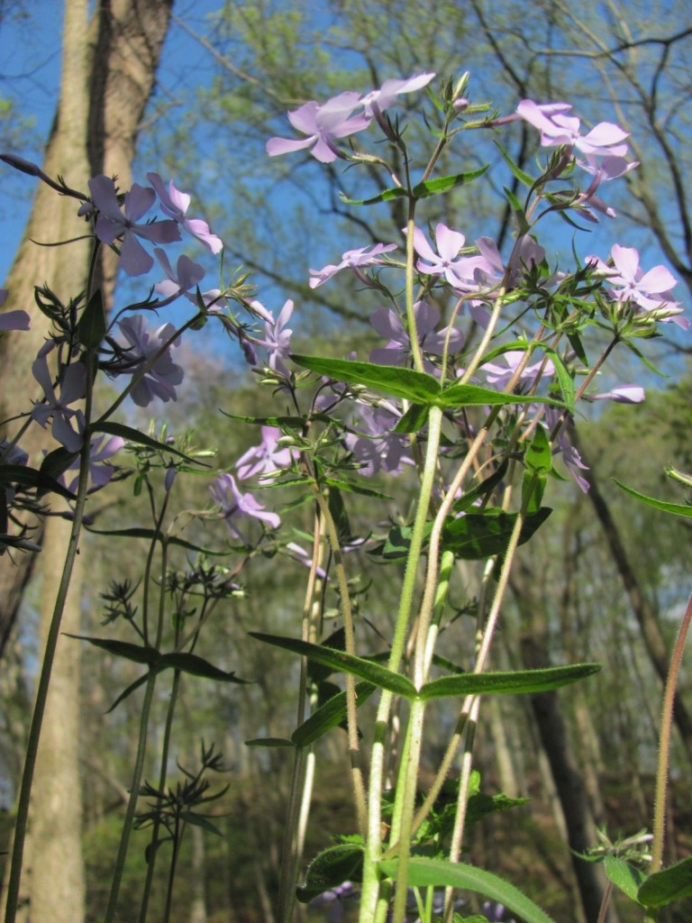 SHENKS FERRY WILDFLOWER PRESERVE, MONDAY, APRIL22ND, 2013