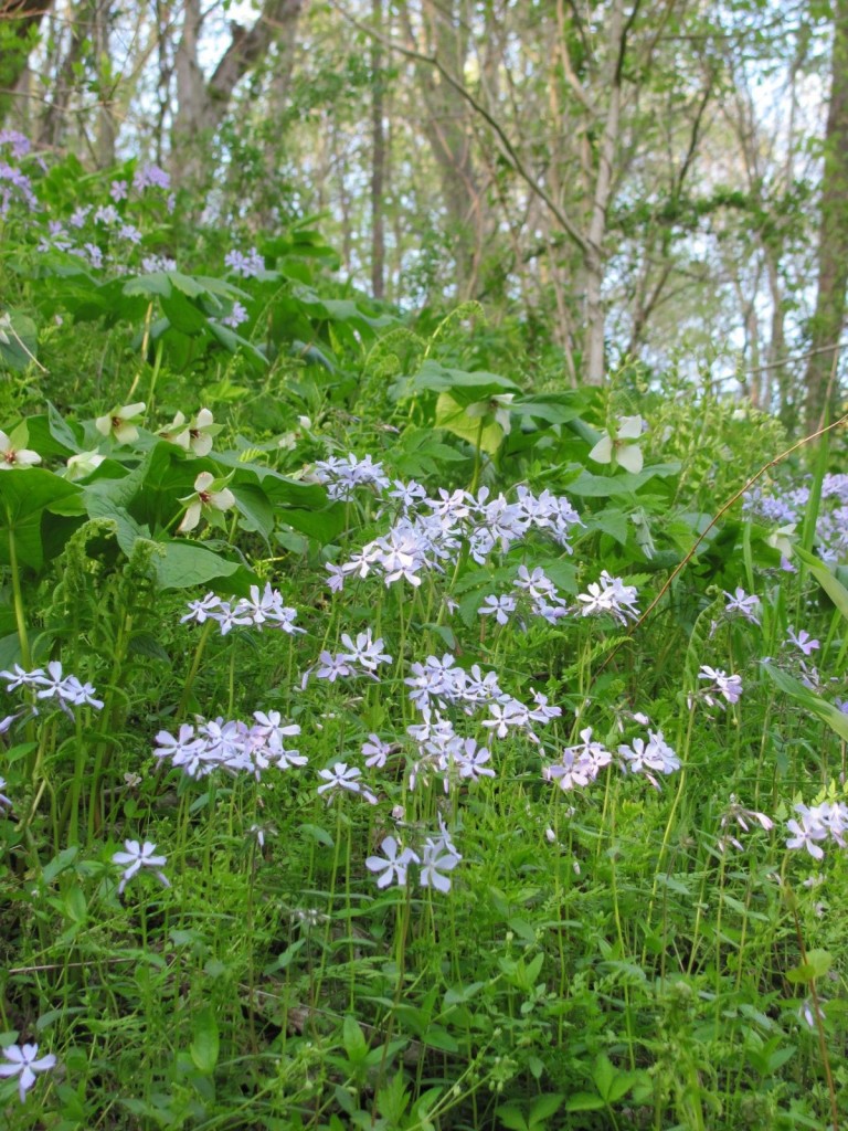 SHENKS FERRY WILDFLOWER PRESERVE, MONDAY, APRIL22ND, 2013