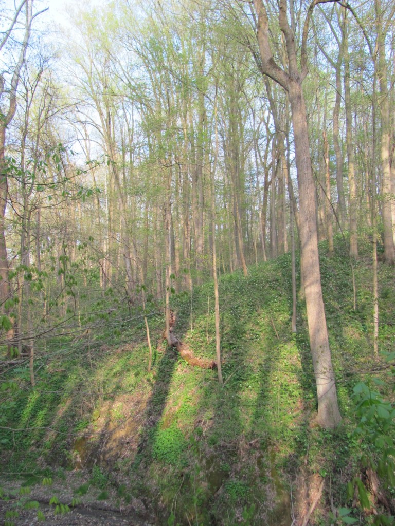 SHENKS FERRY WILDFLOWER PRESERVE, MONDAY, APRIL22ND, 2013