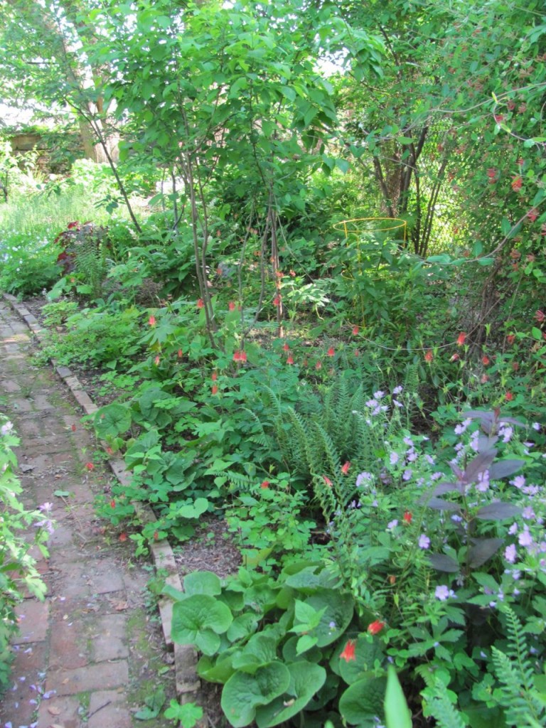 The Spring Garden of The Sanguine Root, Morris Park Road, Overbrook, West Philadelphia, 2013, www.thesanguineroot.com