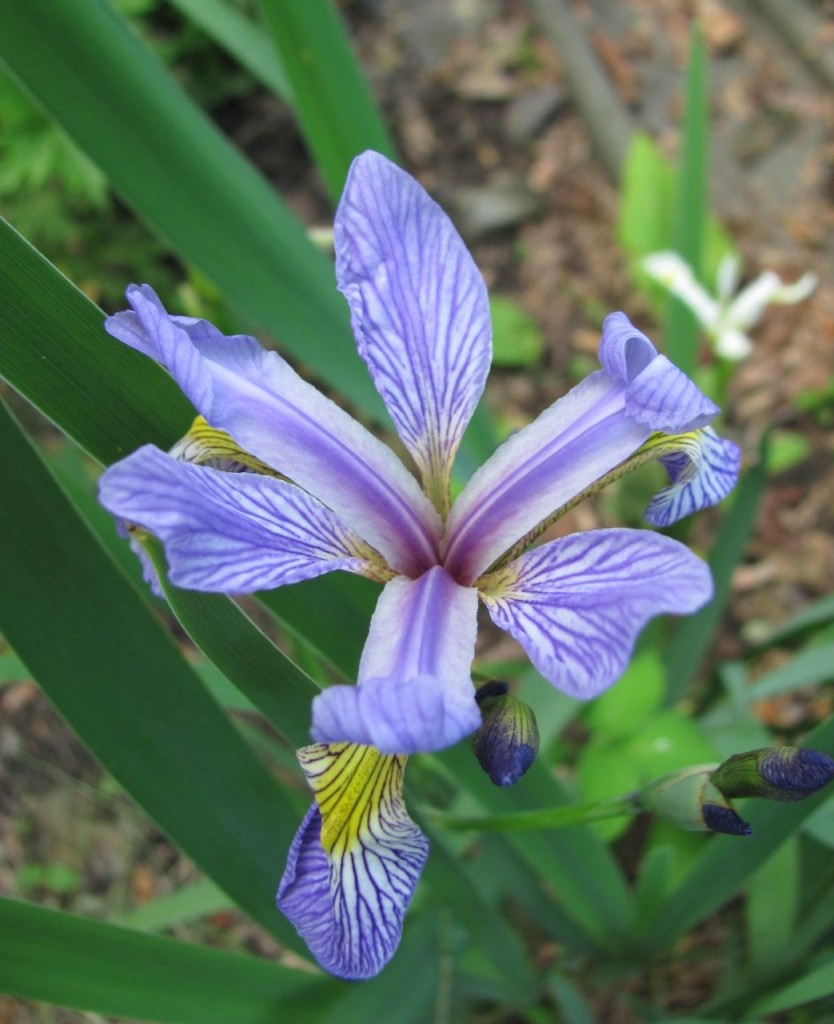 The Spring Garden of The Sanguine Root, Morris Park Road, Overbrook, West Philadelphia, 2013, www.thesanguineroot.com