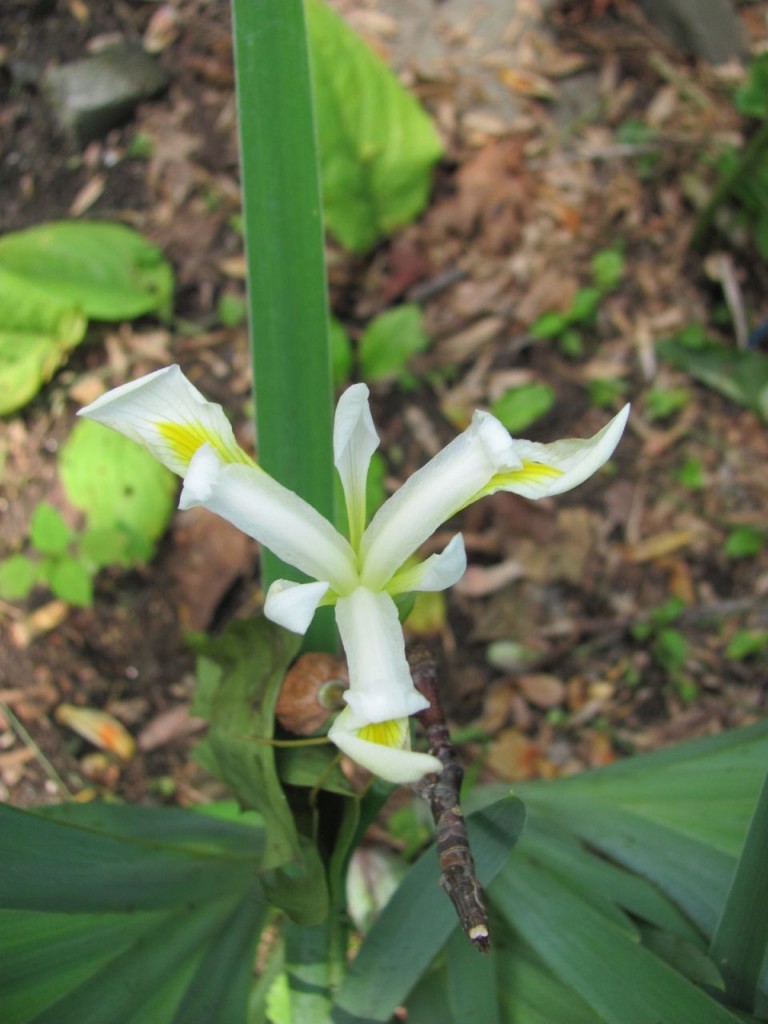 The Spring Garden of The Sanguine Root, Morris Park Road, Overbrook, West Philadelphia, 2013, www.thesanguineroot.com