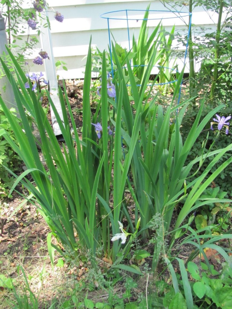 The Spring Garden of The Sanguine Root, Morris Park Road, Overbrook, West Philadelphia, 2013, www.thesanguineroot.com