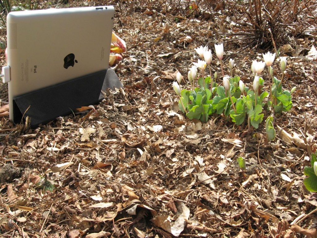 The Spring Garden of The Sanguine Root, Morris Park Road, Overbrook, West Philadelphia, 2013, www.thesanguineroot.com