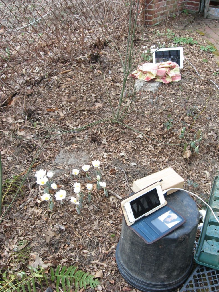 The Spring Garden of The Sanguine Root, Morris Park Road, Overbrook, West Philadelphia, 2013, www.thesanguineroot.com