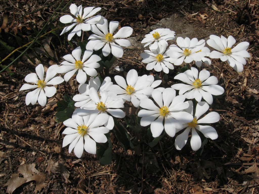 The Spring Garden of The Sanguine Root, Morris Park Road, Overbrook, West Philadelphia, 2013, www.thesanguineroot.com