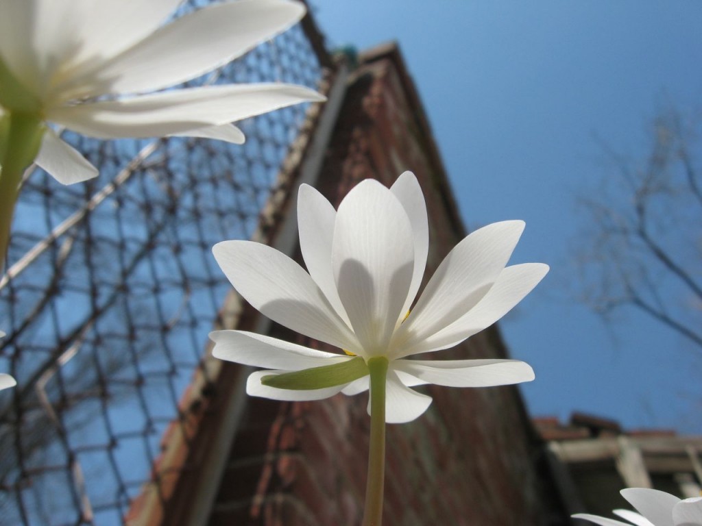 The Spring Garden of The Sanguine Root, Morris Park Road, Overbrook, West Philadelphia, 2013, www.thesanguineroot.com