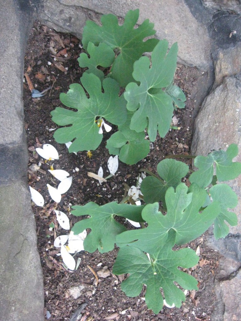 The Spring Garden of The Sanguine Root, Morris Park Road, Overbrook, West Philadelphia, 2013, www.thesanguineroot.com