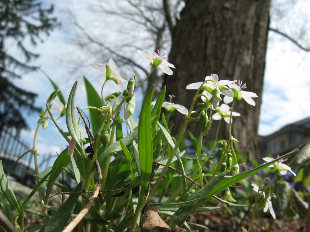 The Spring Garden of The Sanguine Root, Morris Park Road, Overbrook, West Philadelphia, 2013, www.thesanguineroot.com