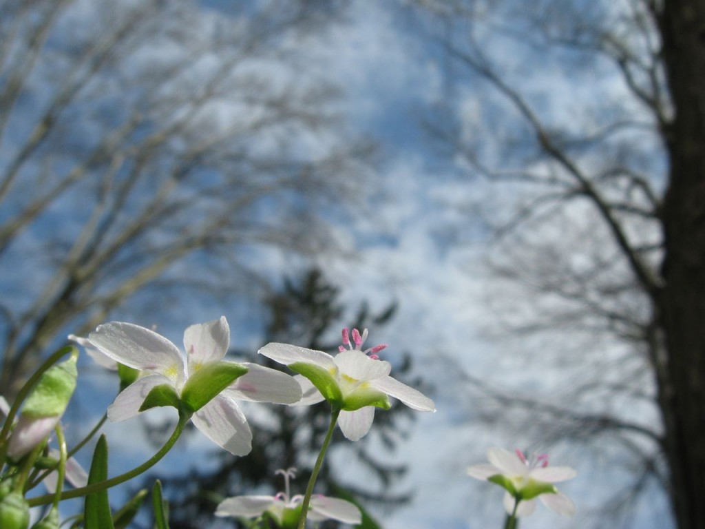 The Spring Garden of The Sanguine Root, Morris Park Road, Overbrook, West Philadelphia, 2013, www.thesanguineroot.com