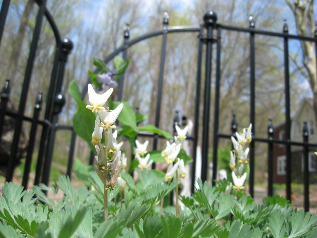 The Spring Garden of The Sanguine Root, Morris Park Road, Overbrook, West Philadelphia, 2013, www.thesanguineroot.com