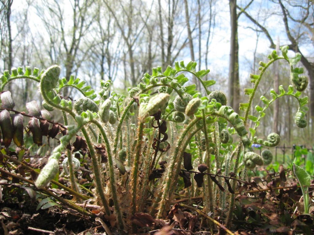 The Spring Garden of The Sanguine Root, Morris Park Road, Overbrook, West Philadelphia, 2013, www.thesanguineroot.com