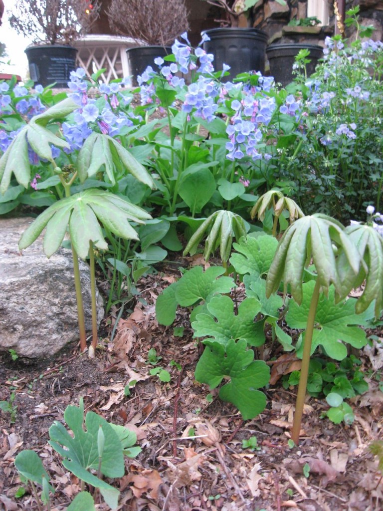 The Spring Garden of The Sanguine Root, Morris Park Road, Overbrook, West Philadelphia, 2013, www.thesanguineroot.com