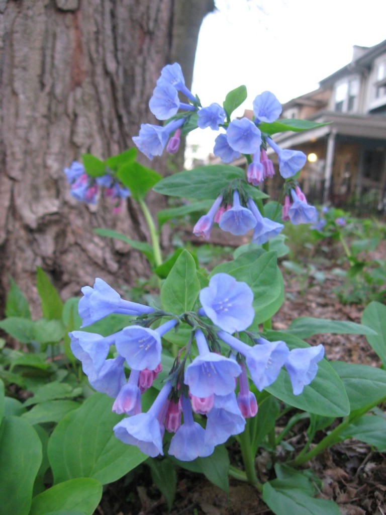 The Spring Garden of The Sanguine Root, Morris Park Road, Overbrook, West Philadelphia, 2013, www.thesanguineroot.com