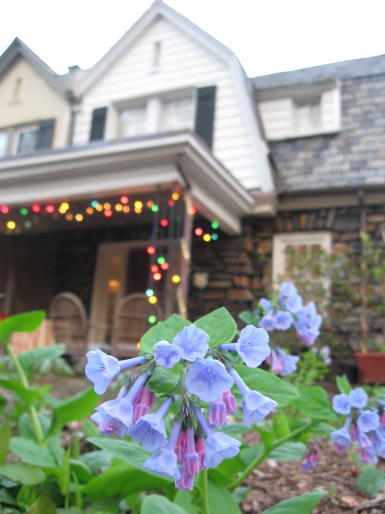 The Spring Garden of The Sanguine Root, Morris Park Road, Overbrook, West Philadelphia, 2013, www.thesanguineroot.com