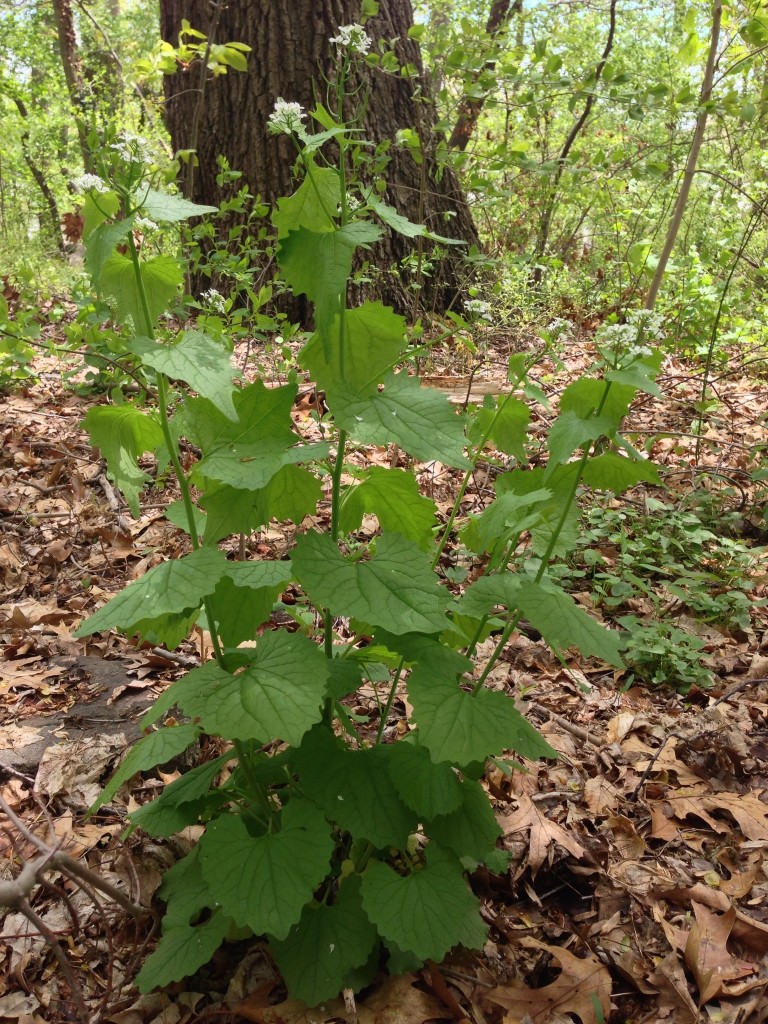 Garlic mustard, Alliaria petiolata, mature flowering plant, Photo taken April, 30, 2013 in Morris Park, Philadelphia. After this photo was taken, this plant and many others surrounding it were pulled out, bagged up and trashed. Garlic mustard is a highly invasive European exotic and can pose a threat to forest regeneration. Www.thesanguineroot.com