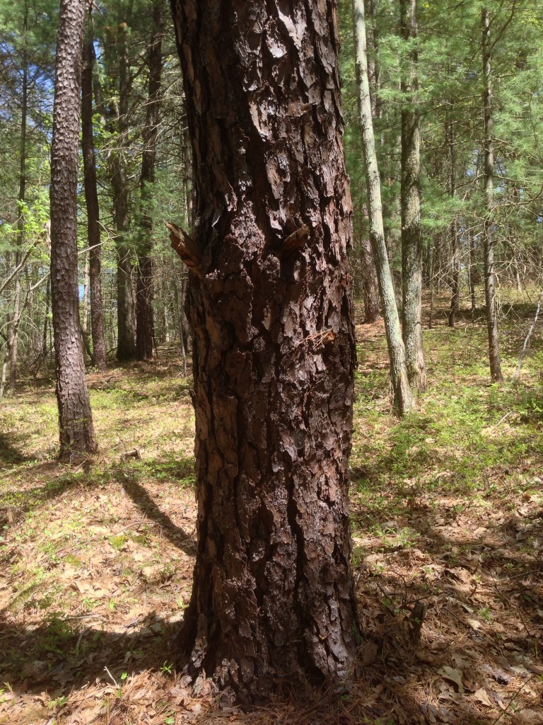 Pitch pine, Pinus rigida, bark and trunk, photographed at Norcross Wildlife Sanctuary, Wales, Massachusetts.  Www.thesanguineroot.com