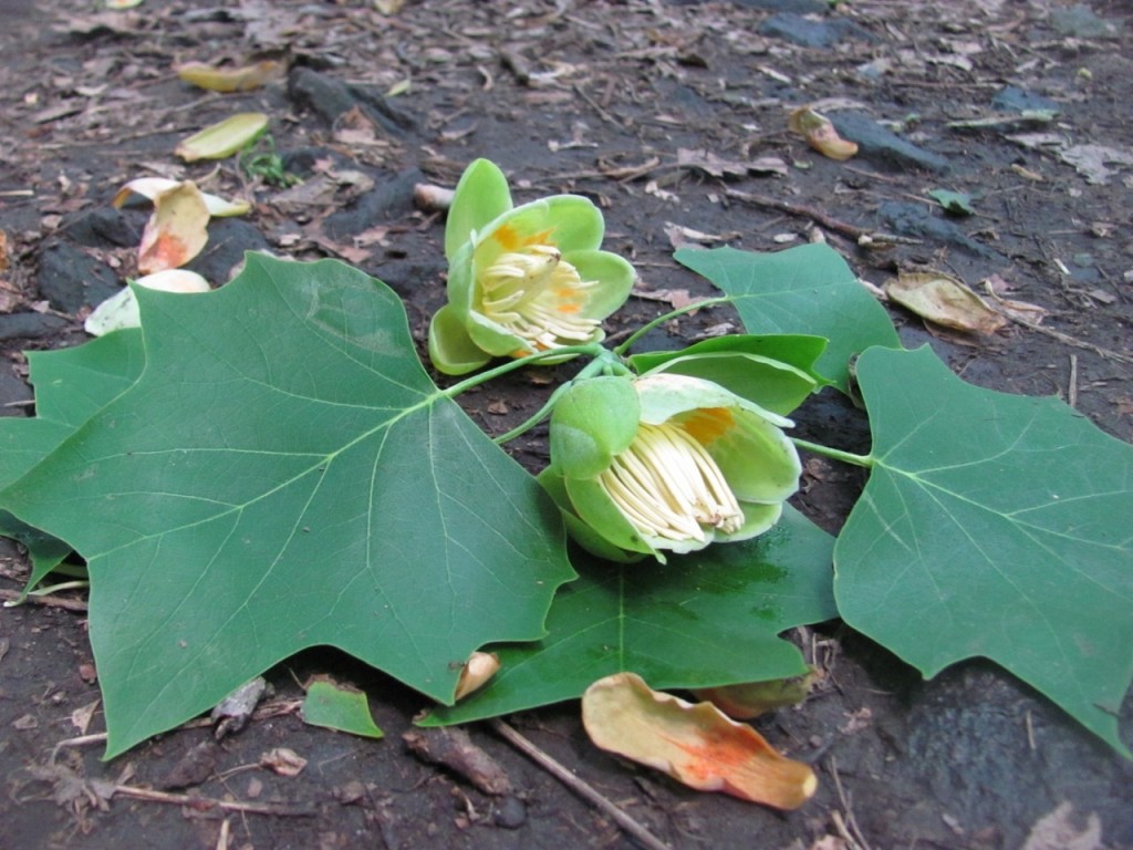 Tulip Poplar, (Liriodendron tulipifera) Leaf and Flower. Note the tulip shaped orange and green flowers, most often seen in the forest floor, as this is the tallest tree in the canopy. This tree flowers in mid to late May here in Morris Park, Philadelphia. Only when the tree grows out the open will it have branches low enough to see the flowers in person. Www.thesanguineroot.com 