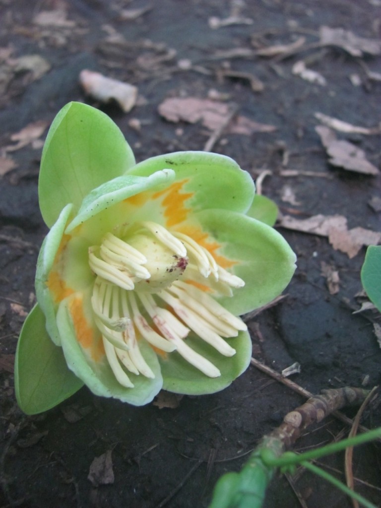 Tulip Poplar, (Liriodendron tulipifera) Leaf and Flower. Note the tulip shaped orange and green flowers, most often seen in the forest floor, as this is the tallest tree in the canopy. This tree flowers in mid to late May here in Morris Park, Philadelphia. Only when the tree grows out the open will it have branches low enough to see the flowers in person. Www.thesanguineroot.com 