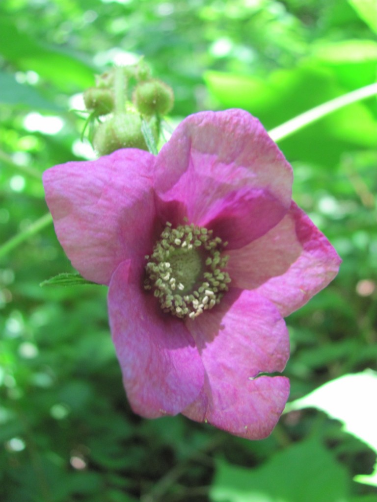 Purple Flowering Rasberry, (Rubus odoratus), Morris Park, Philadelphia, with Bumble Bee. www.thesanguineroot.com