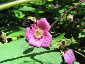 Purple Flowering Rasberry, (Rubus odoratus), Morris Park, Philadelphia, with Bumble Bee. www.thesanguineroot.com