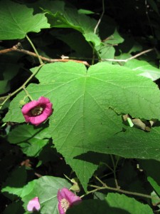 Purple Flowering Rasberry, (Rubus odoratus), Morris Park, Philadelphia, with Bumble Bee. www.thesanguineroot.com