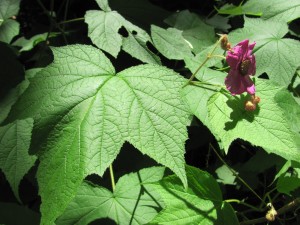 Purple Flowering Rasberry, (Rubus odoratus), Morris Park, Philadelphia, with Bumble Bee. www.thesanguineroot.com