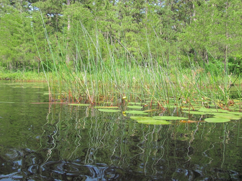 Harrisville Pond, wharton State Forest, New jersey Pine Barrens, www.thesanguineroot.com