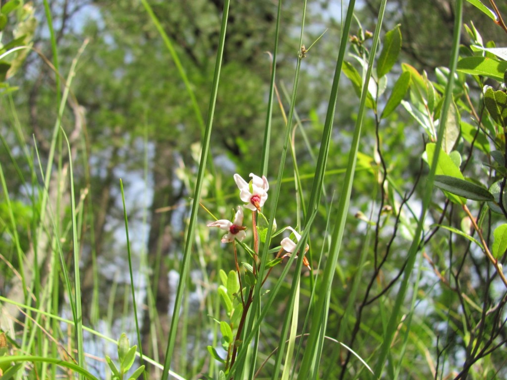 Harrisville Pond, Wharton State Forest, New Jersey Pine Barrens, www.thesanguineroot.com