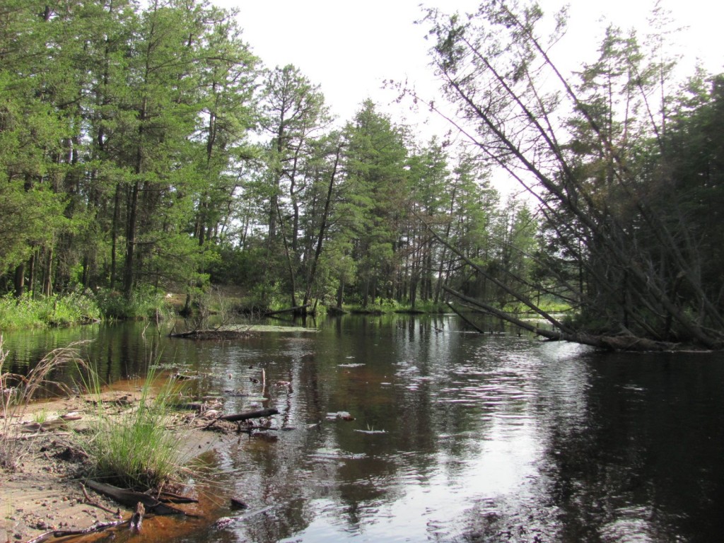 Harrisville Pond, Wharton State Forest, New Jersey Pine Barrens, www.thesanguineroot.com