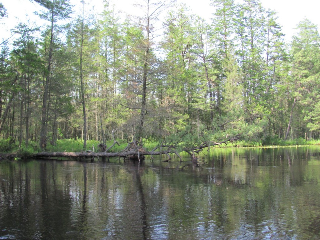 Harrisville Pond, Wharton State Forest, New Jersey Pine Barrens, www.thesanguineroot.com