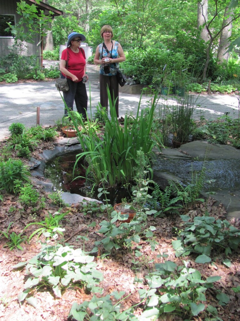 Garden in The Woods, New England Wildflower Society, Framingham Massachusetts. www.thesanguineroot.com