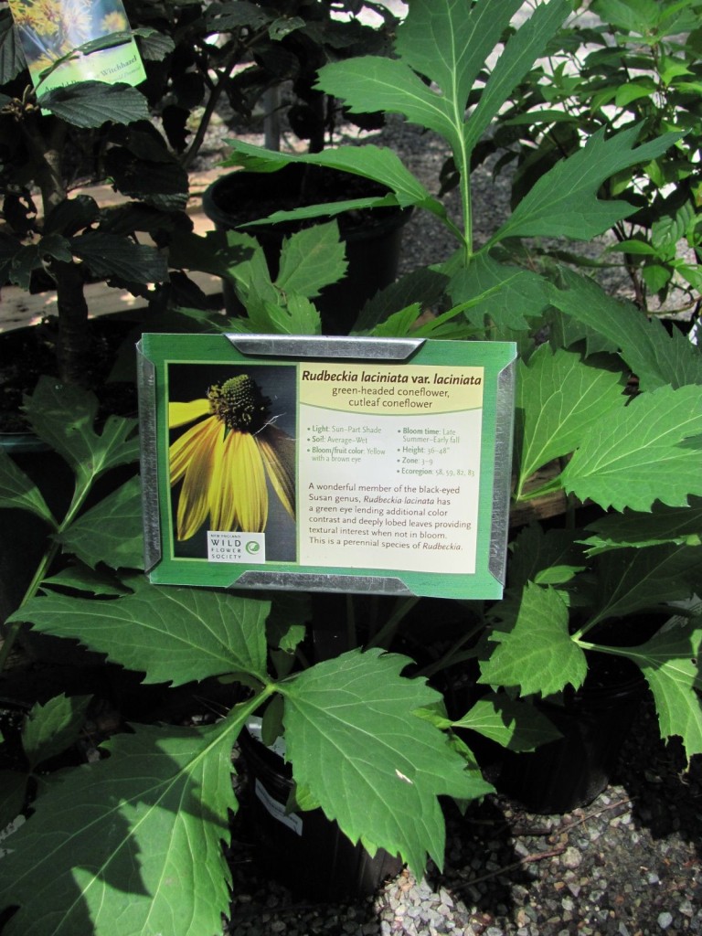 Garden in The Woods, New England Wildflower Society, Framingham Massachusetts. www.thesanguineroot.com