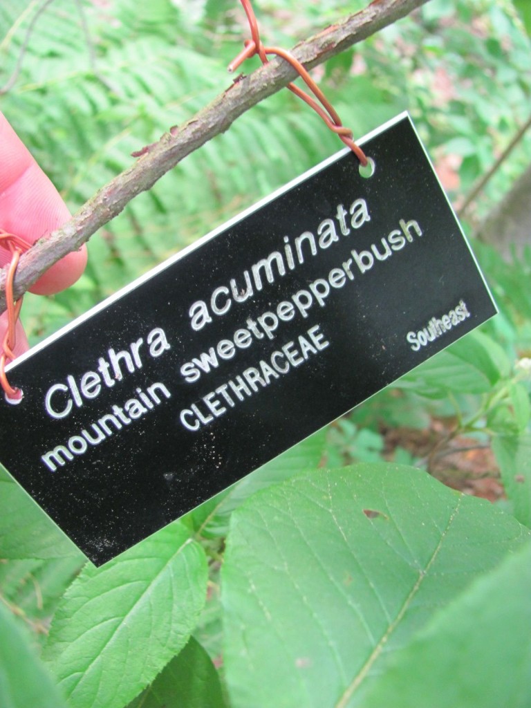 Garden in The Woods, New England Wildflower Society, Framingham Massachusetts. www.thesanguineroot.com