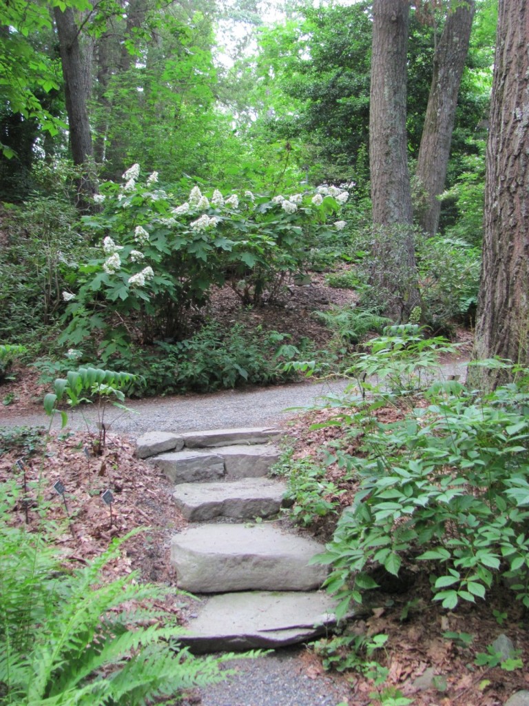 Garden in The Woods, New England Wildflower Society, Framingham Massachusetts. www.thesanguineroot.com