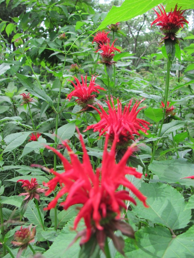 Garden in The Woods, New England Wildflower Society, Framingham Massachusetts. www.thesanguineroot.com