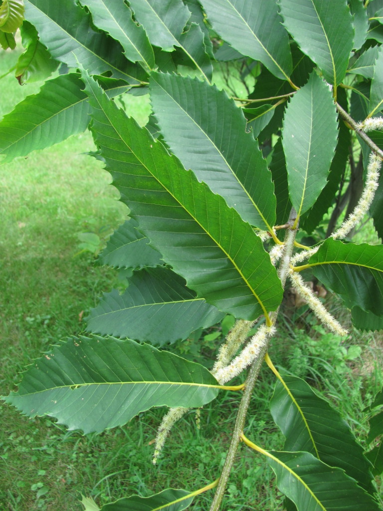 American Chestnut, Leaf, Flower, stems, bark and Pollinators