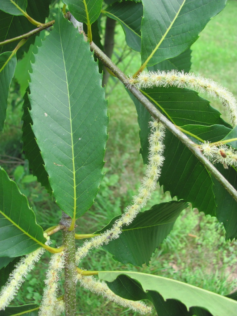 American Chestnut, Leaf, Flower, stems, bark and Pollinators. www.thesanguineroot.com