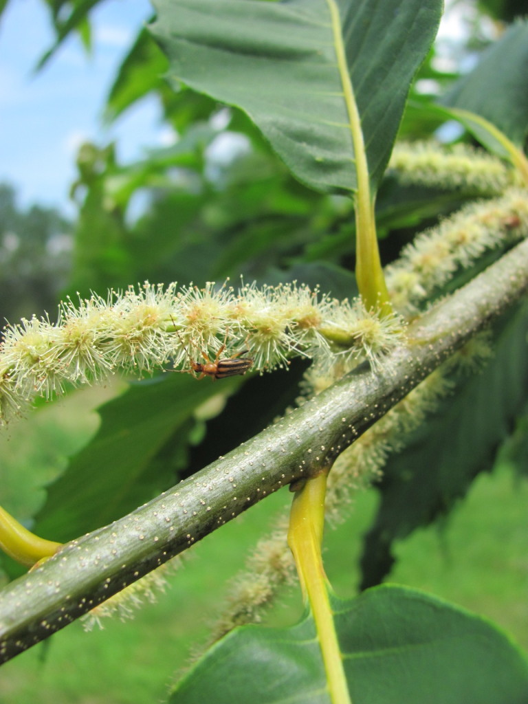 American Chestnut, Leaf, Flower, stems, bark and Pollinators. www.thesanguineroot.com