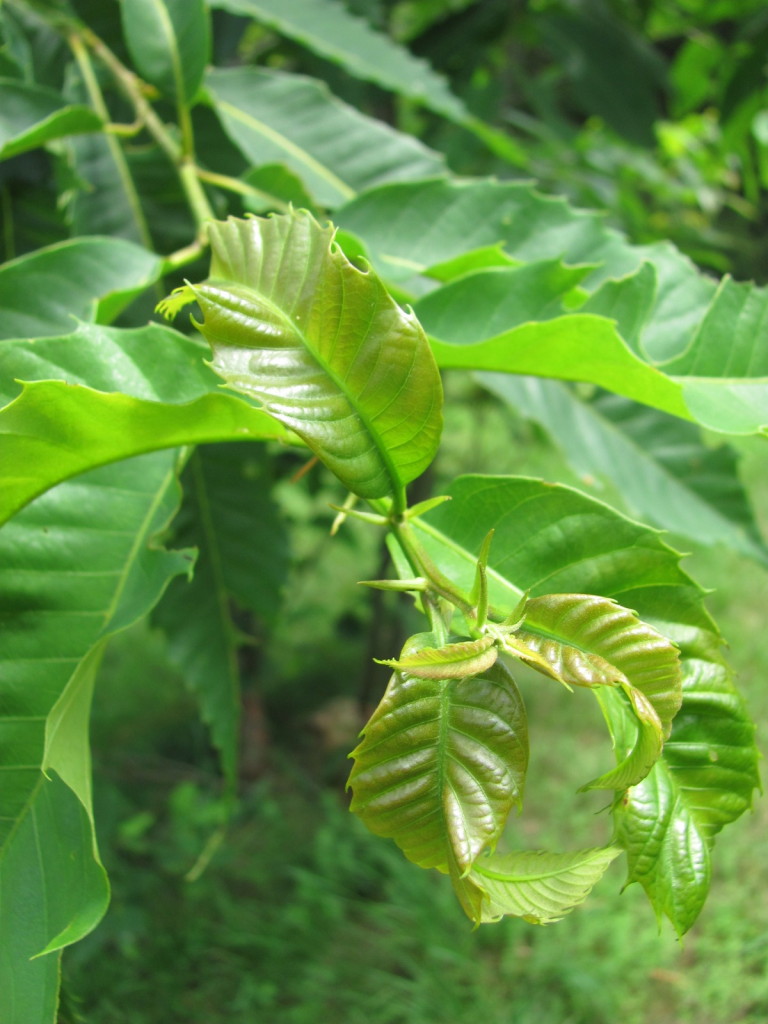 American Chestnut, Leaf, Flower, stems, bark and Pollinators. www.thesanguineroot.com